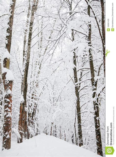 Tunnel Of Snowy Trees In The Forest At The Day Stock Image Image Of