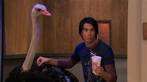 The biggest subreddit dedicated to providing you with the meme templates you're looking for. Icarly Meme Template Ostrich