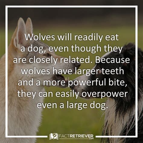 62 Interesting Facts About Wolves Facts About