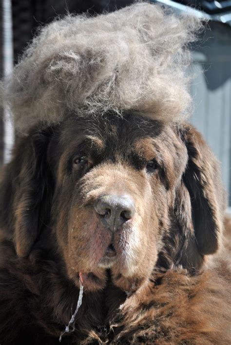 Generation doesn't make a difference. How Often Do Newfoundland Dogs Shed - My Brown Newfies
