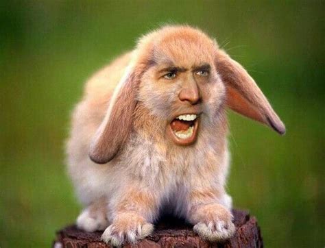 Most relevant best selling latest uploads. 12 Most Funniest Rabbit Face Pictures Of All The Time
