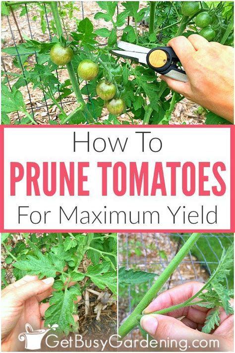 How To Prune Tomato Plants For Maximum Yield Get Busy Gardening