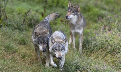 Chernobyl Nuclear Disaster Wolves Could Spread Mutant Genes As Animals