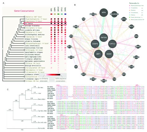 Genetic Interaction And Detailed Phylogenetic Tree With Sequence