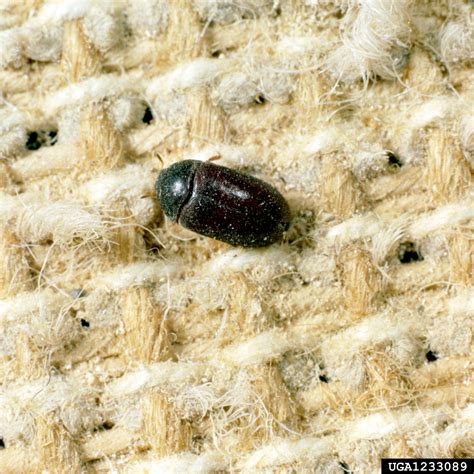 Black Carpet Beetle Attagenus Unicolor Coleoptera Dermestidae 1233089