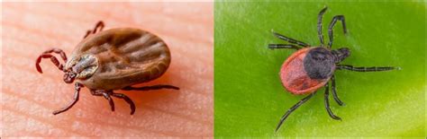 10 Types Of Ticks Found In Alabama Nature Blog Network