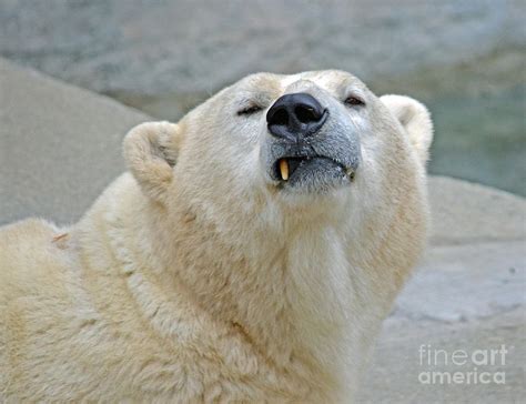 Polar Bear Portrait Photograph By Jim Fitzpatrick