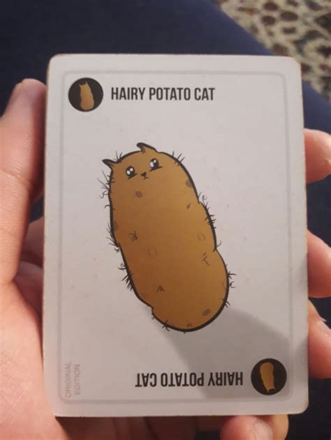 i present this to you the hairy potato cat 9gag