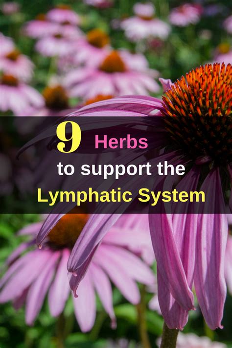 9 Herbs To Support The Lymphatic System Healthy Lymphatic System
