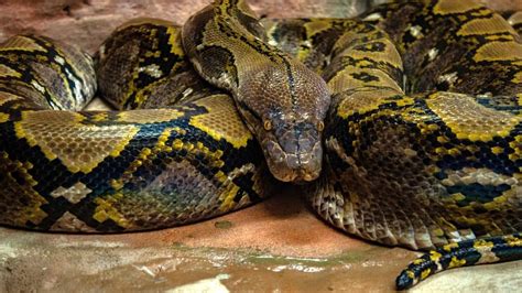 57250408381402820210 Facts About Anaconda Snakes Snake Facts Anaconda