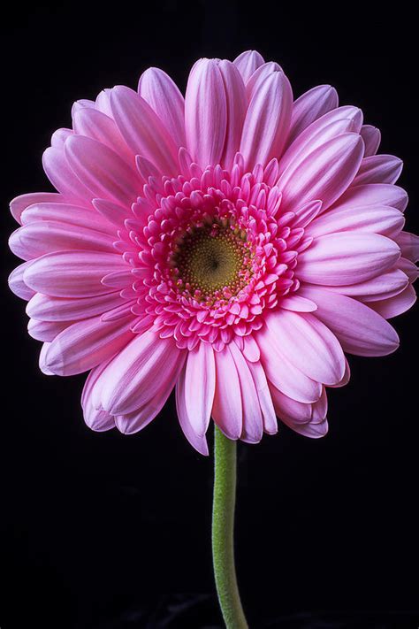 Pink Gerbera Daisy Photograph By Garry Gay