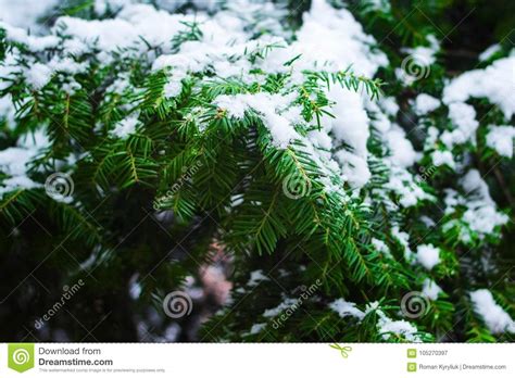 Snow Covered Branches Of The Christmas Tree Stock Image Image Of