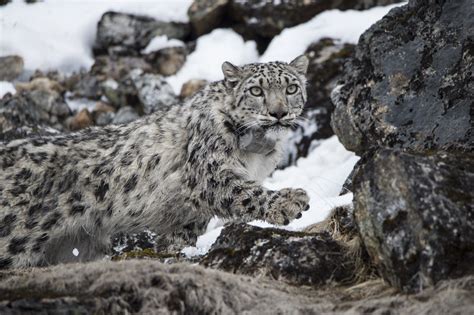 Heres The Moment When A Snow Leopard Got Collared In Kanchenjunga