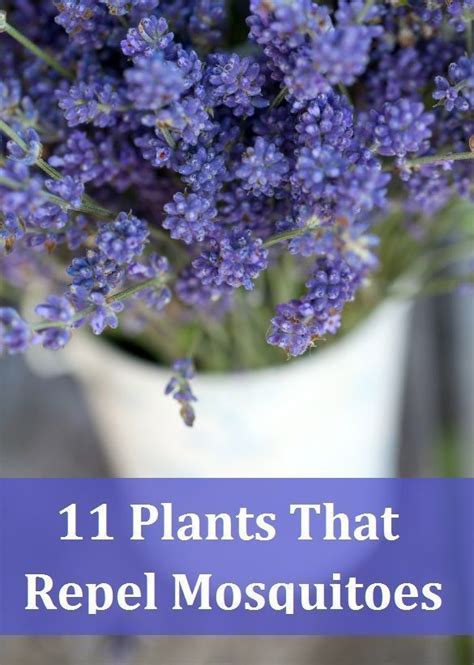 Plant A Garden Full Of Mosquito Repelling Plants So You Can Actually