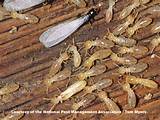 Termite Damage Firewood