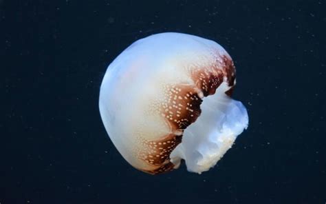 Top 10 Most Dangerous Jellyfish In The World Ultimate Topics