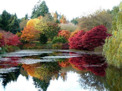Where To See Fall Foliage In Vancouver