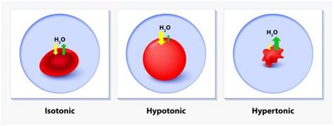 Hypertonic Solution Definition And Examples Biology Dictionary