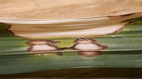 Spots on Palm Tree Frond : r/plantclinic