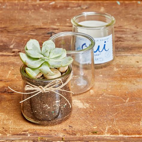 Planting Succulents In Recycled Glass Jars Crafts With Glass Jars