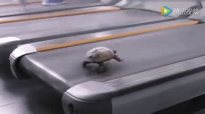 This father's day, shower him with gifts that recognize his accomplishments and support his passion! Funny Turtle Running on a Treadmill on Make a GIF