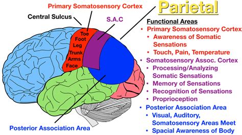 Occipital Lobe Cerebral Cortex Frontal Lobe Limbic System Spacial