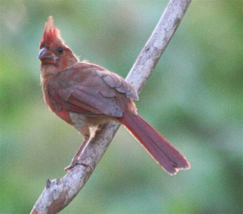 Backyard Birder Young Cardinals