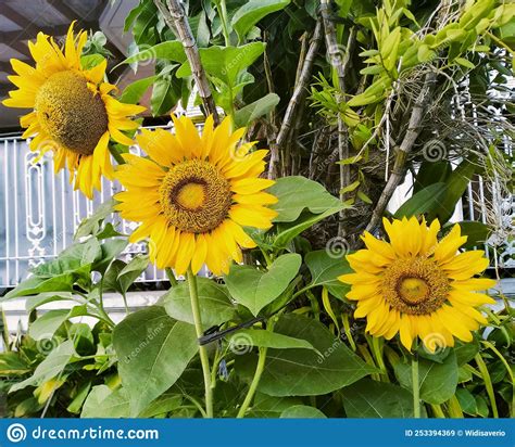 Three Giant Sunflowers That Are Blooming In The Garden At Home Stock