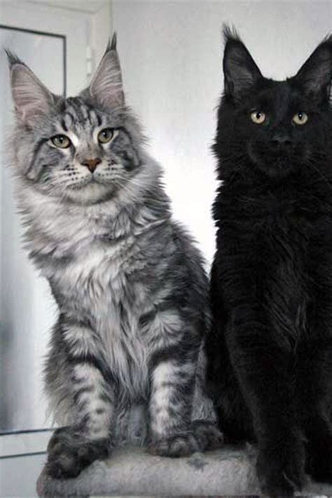 Bella's black & blue litter. Maine Coon Kittens For Adoption Near Me