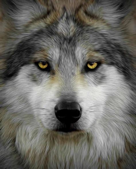 Gray Wolf Animals Beautiful Majestic Animals Animals