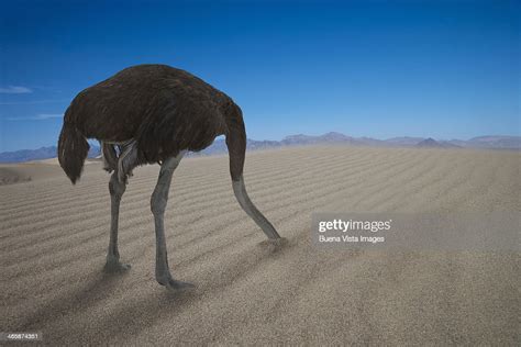 Ostrich Hiding His Head Under Sand High Res Stock Photo Getty Images