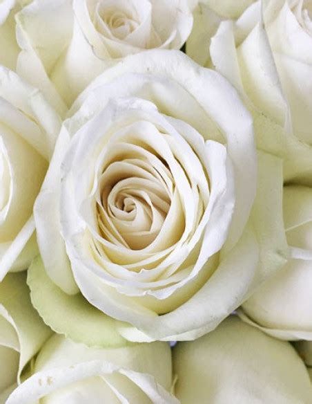 High And Pure White Rose