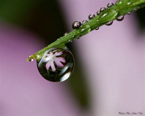 Flowers In My Dew Drops On My Flowers Dew Drops Drop And Water Droplets