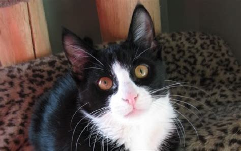 20 Female Tuxedo Cat Names The Paws