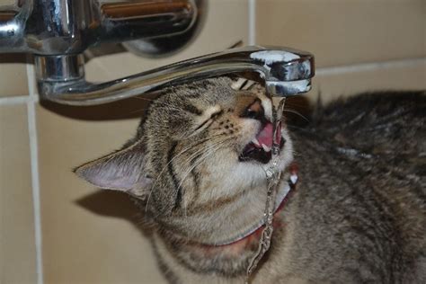 21 Cat Breeds That Like Water With Pictures My Pets Routine
