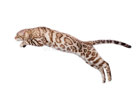 Bengal Cat Jump Stock Image Image Of Whiskers Background 236914883