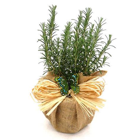 What to gift a plant lover. scented aromatic rosemary plant gift by giftaplant ...
