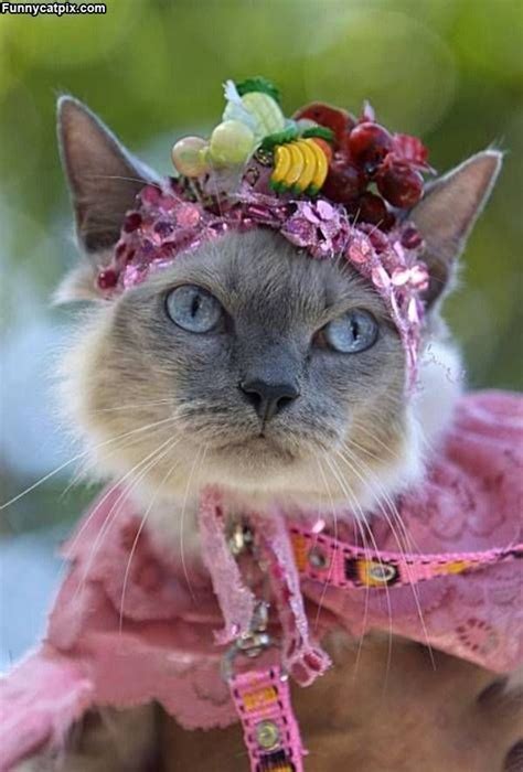 Cat In A Flower Hat Just In Time For Easter Crazy Cats