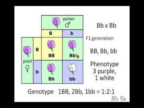 F Punnett Square Create Two Punnett Squares To Display The Outcome Of The F Generation And