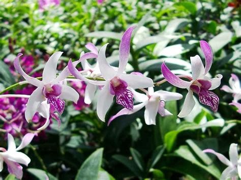 Mengenal Anggrek Dendrobium Ragam Tanaman