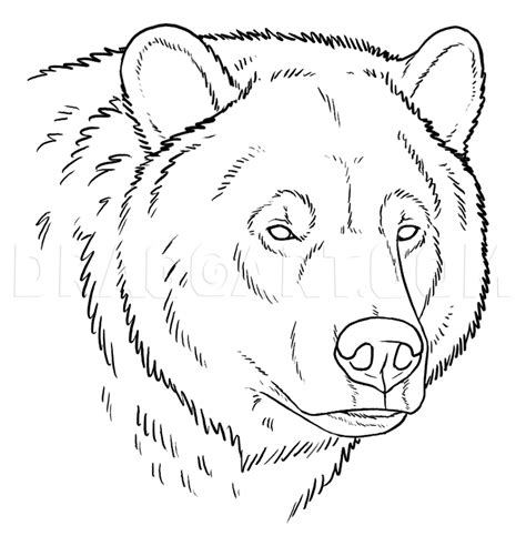 Https://tommynaija.com/draw/how To Draw A Bear Snout