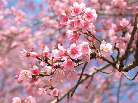 How To Grow A Flowering Cherry Tree Lovethegarden In 2020 Flowering