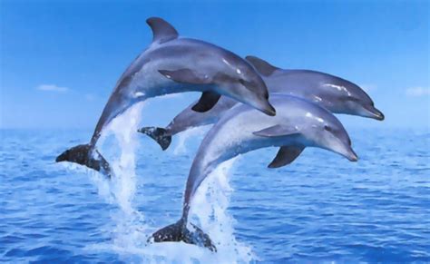 Dolphins Wallpapers ~ High Definition Wallpaperscool Wallpapersnature
