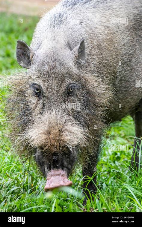 Sunda Bearded Pig Hi Res Stock Photography And Images Alamy