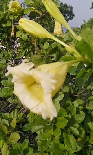 Solandra Longiflora INaturalist