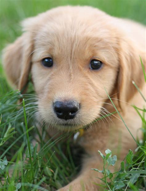 They come in stunnig colors such as akc registered golden retriever puppies. ResearchBreeder.com - Find Golden Retriever Puppies for ...