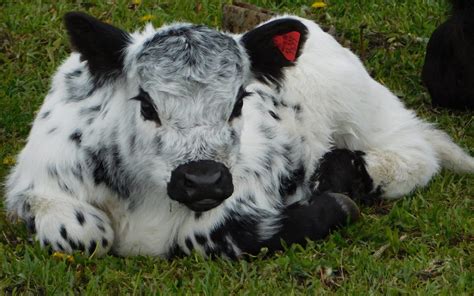 Calves For Sale Rolling Hills Cattle Co British White Cattle