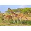 Giraffes Feeding In Natural Habitat Photograph By Delmas Lehman