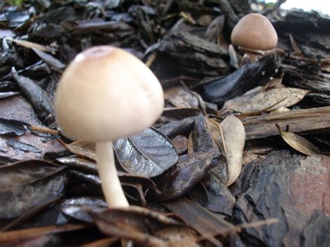 Mushroom Id Please Mushroom Hunting And Identification Shroomery