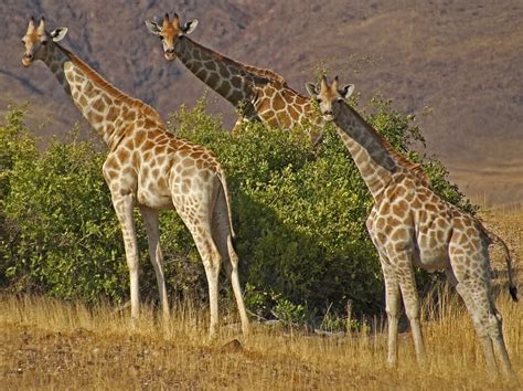 Giraffes Three Nature Animals Africa Hd Wallpaper Peakpx